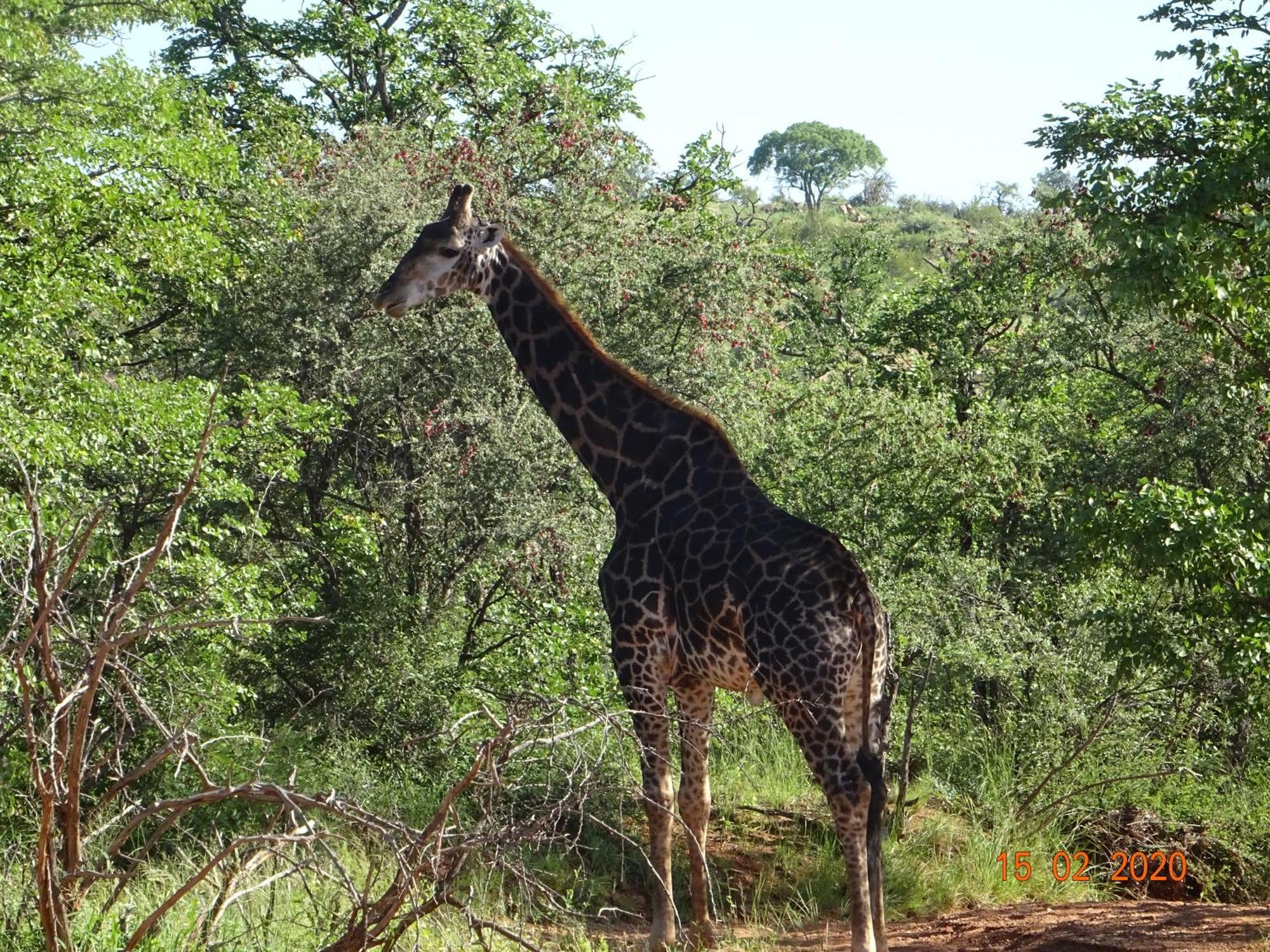 Limpokwena Nature Reserve Tokio Exteriör bild