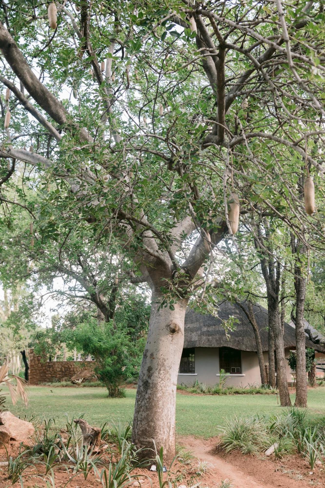 Limpokwena Nature Reserve Tokio Exteriör bild